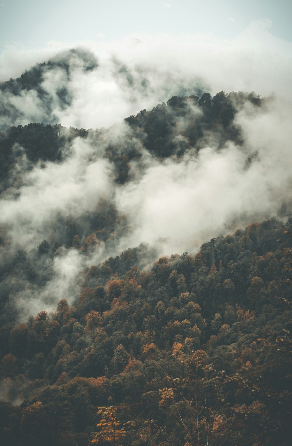 green trees during daytime