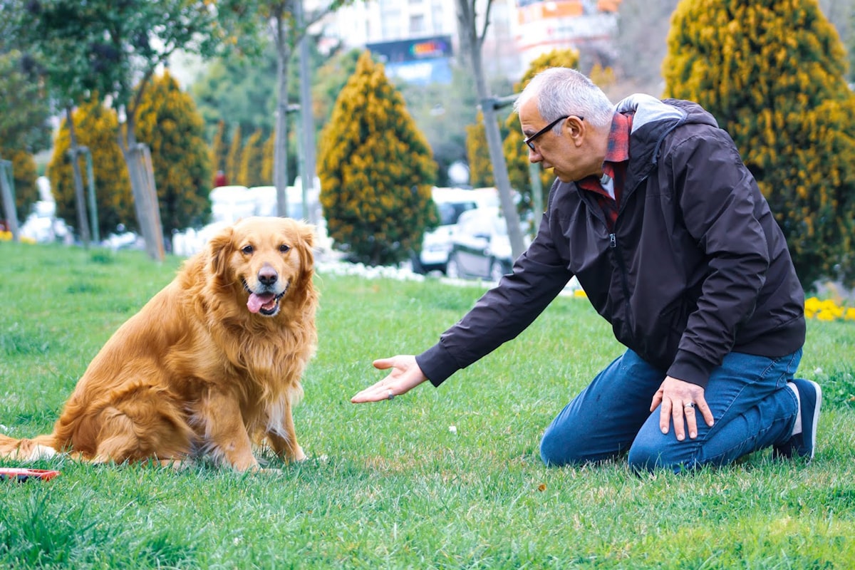 Golden retriever resting peacefully with owner nearby
