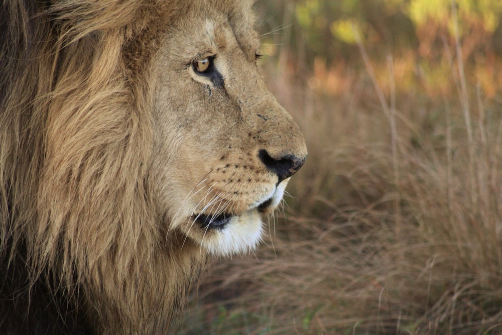 macro photography of male lion