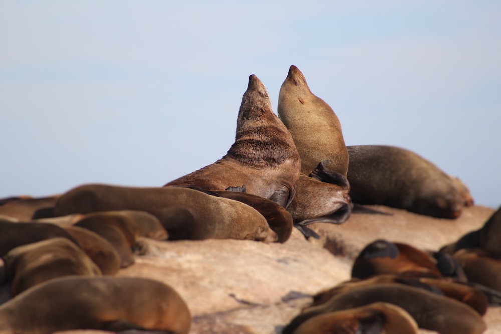 macro photography of brown sea lion