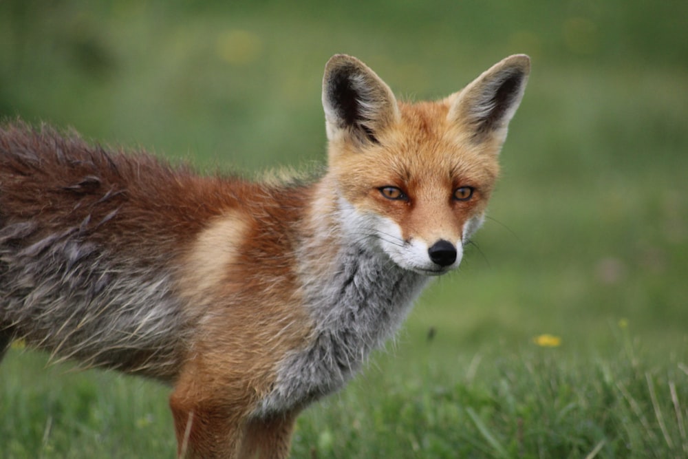 red fox standing on green grass