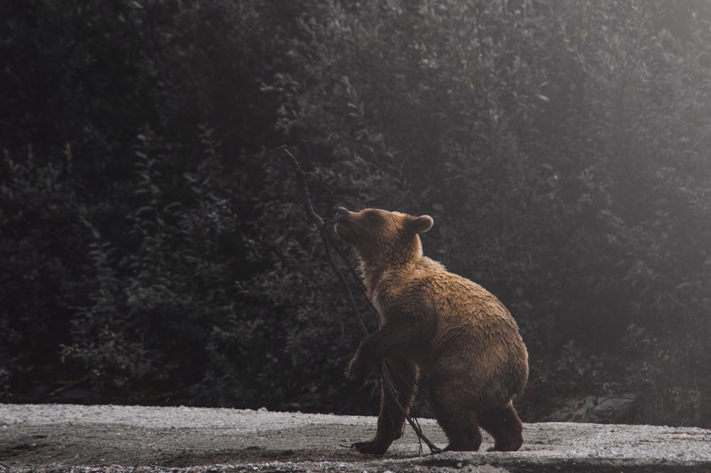 brown bear cub