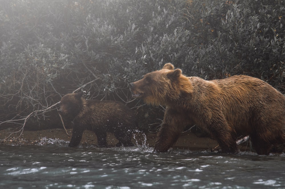 sun bear on body of water near green leaf plant