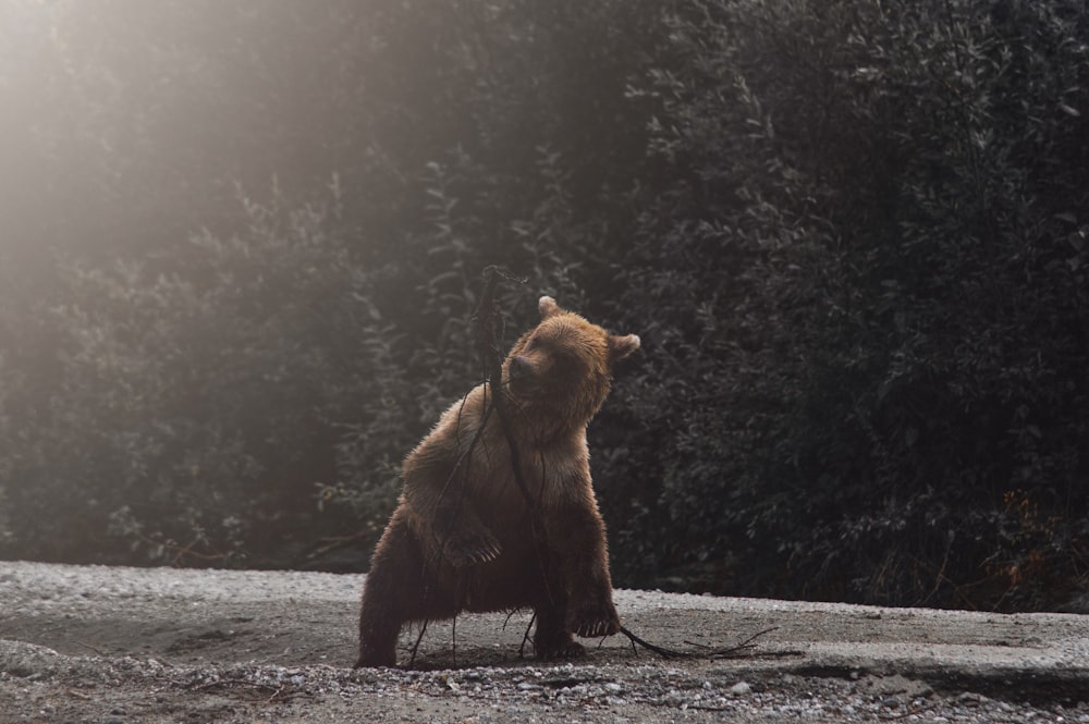 a brown bear sitting on top of a dirt field