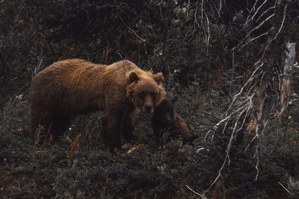 brown bear with cub