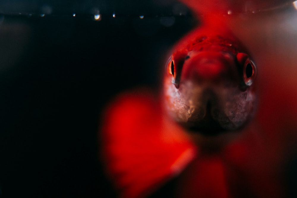 selective focus photography of red fish