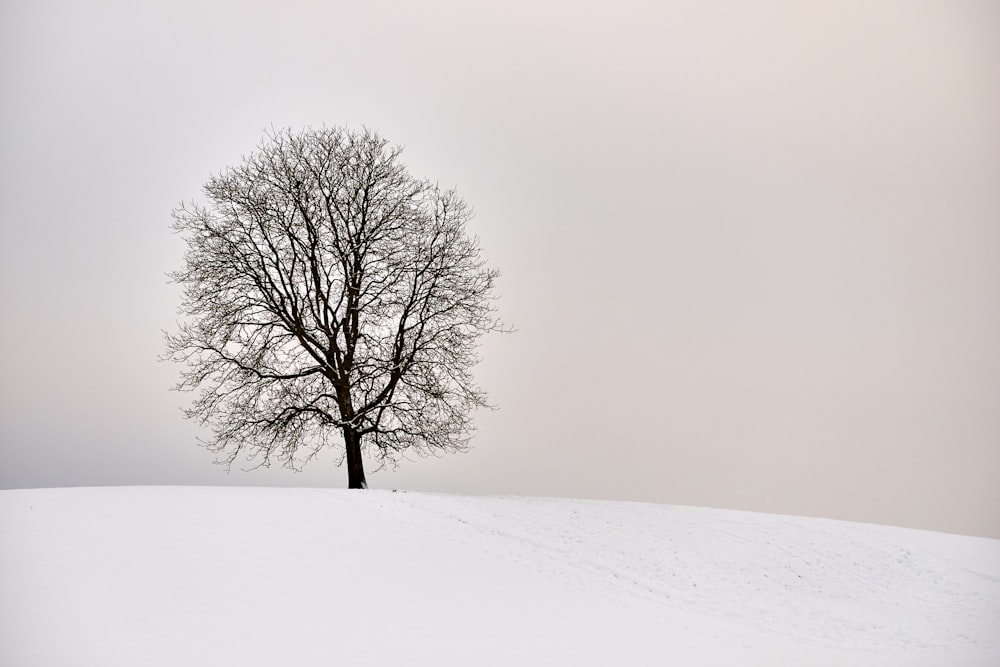 Árbol desnudo