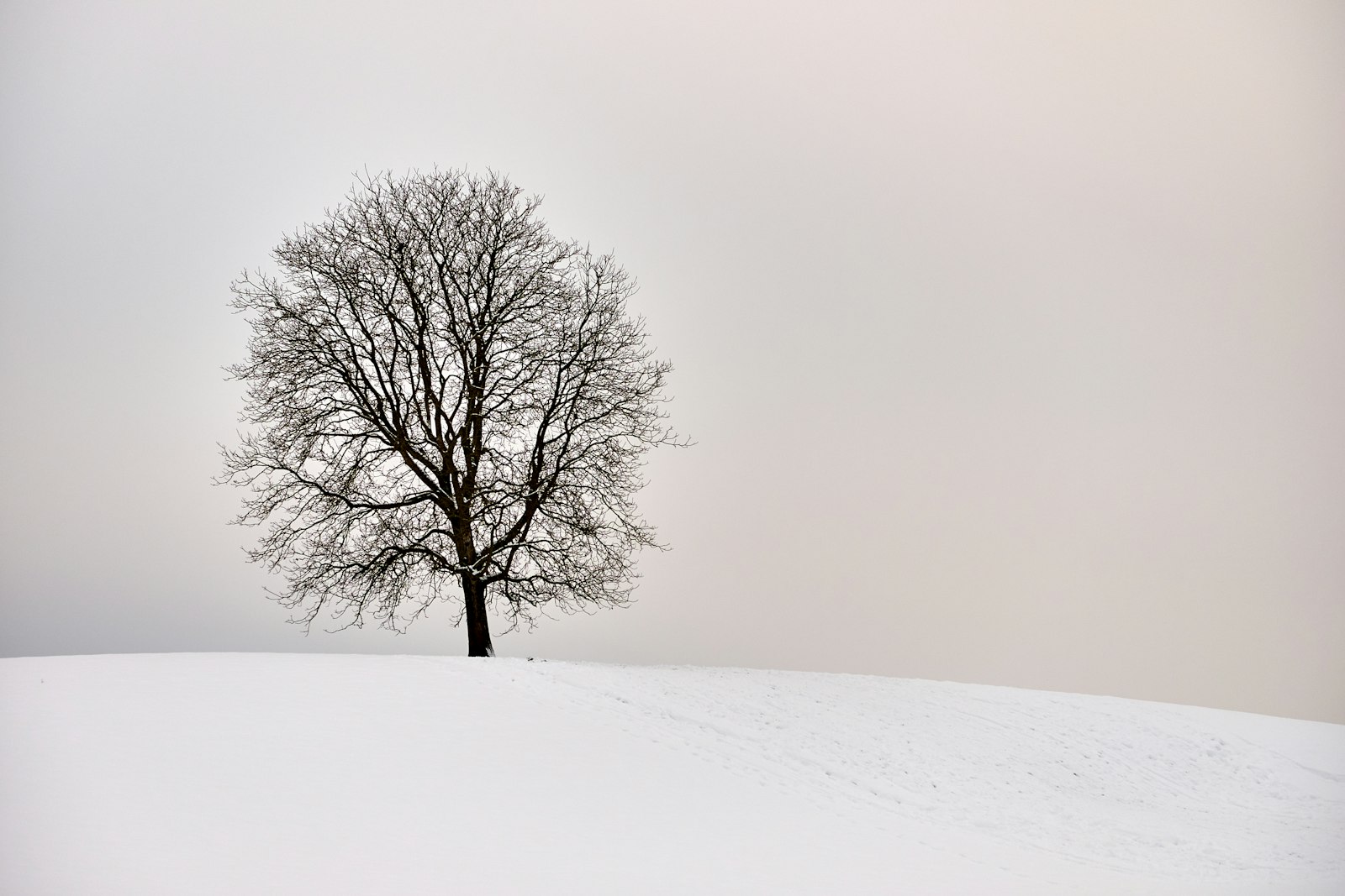 Fujifilm Fujinon XF55-200mmF3.5-4.8 R LM OIS sample photo. Bare tree photography