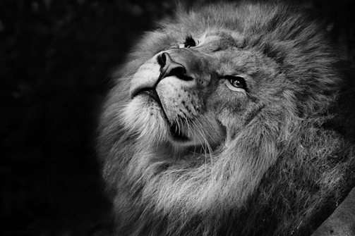 A majestic lion with a large mane gazes upward, capturing a sense of grace and power. The monochrome palette highlights the texture of its fur and the intensity in its eyes, set against a darkened background.