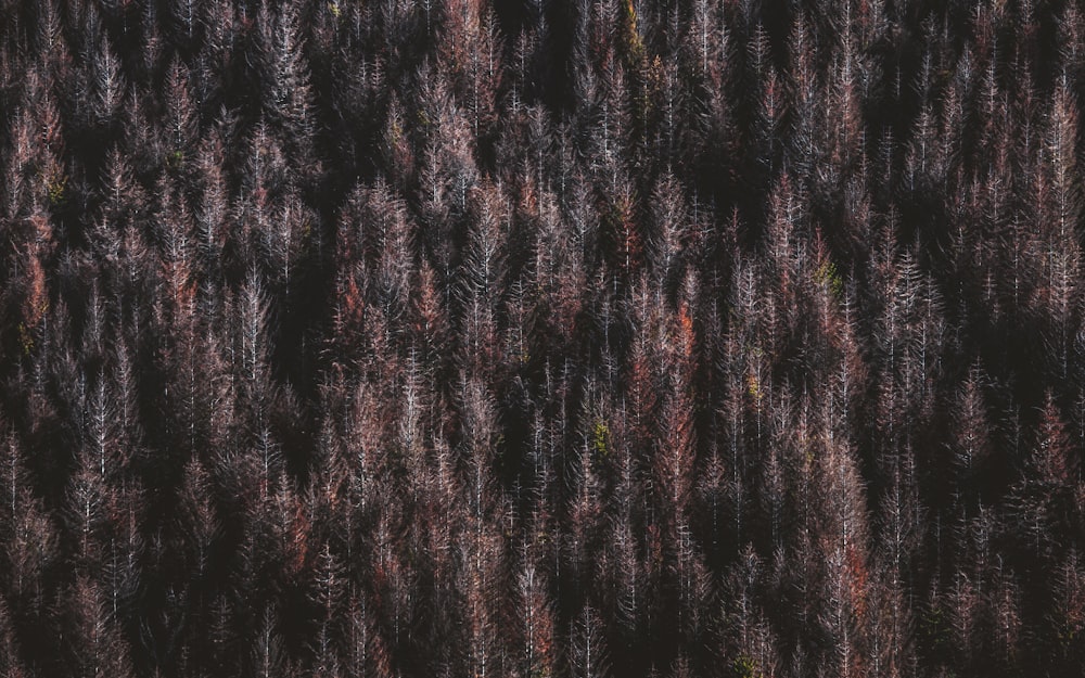 a forest filled with lots of tall trees