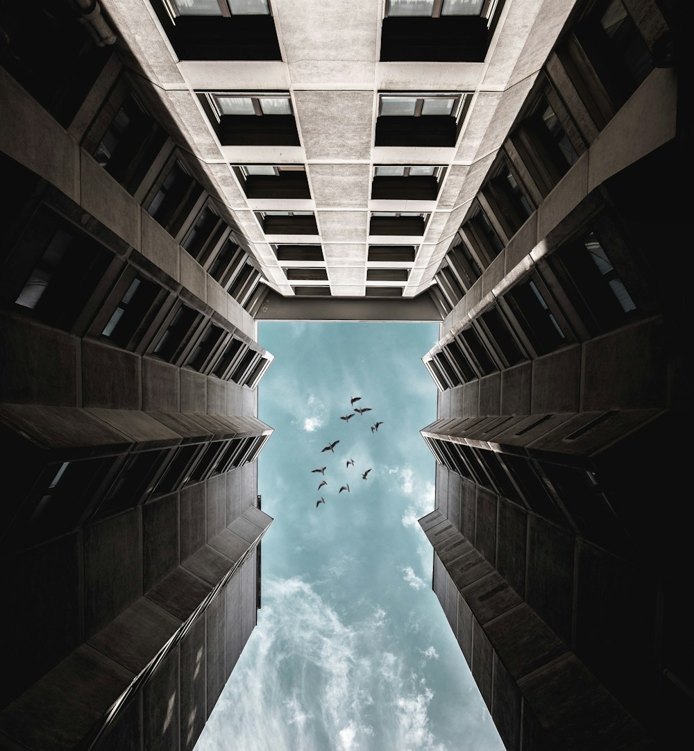 low angle photography of birds on air during daytime