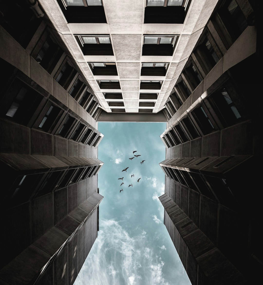 low angle photography of birds on air during daytime