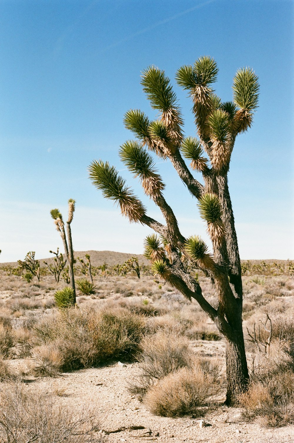 green-leafed tree in the desert during daytime