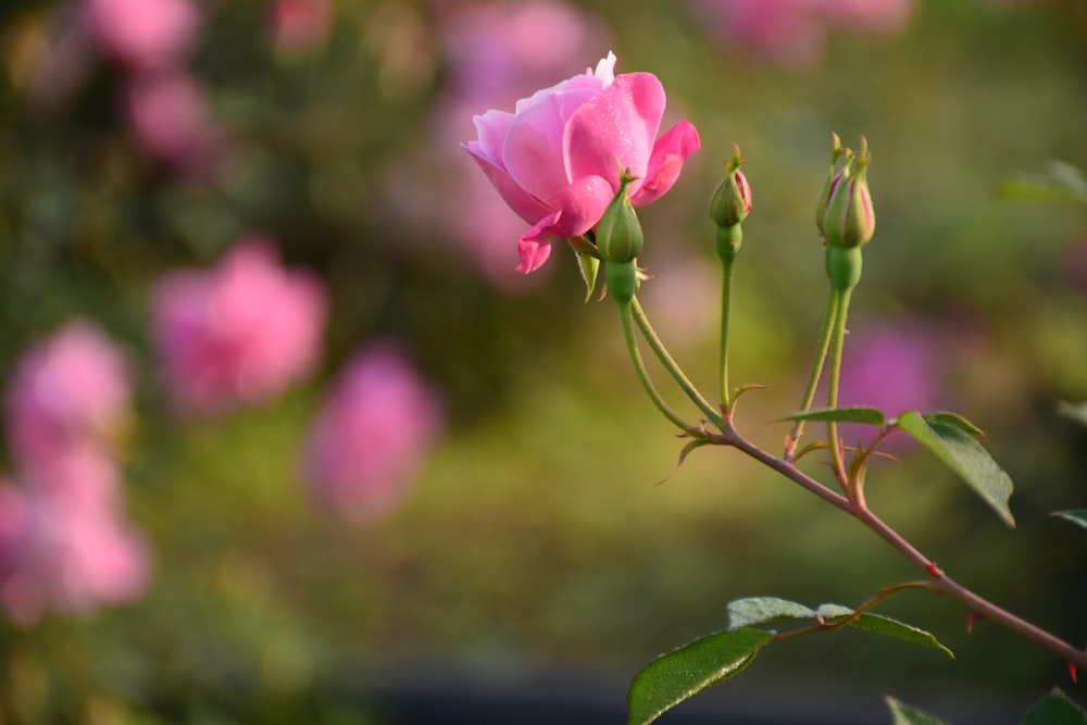 Fotografía de enfoque selectivo de flores de pétalos rosados durante el día