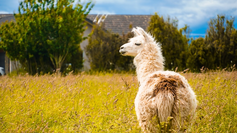 shallow focus photo of white llama