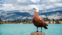 A duck with vibrant reddish-brown plumage and a white head stands on a wooden post by a serene turquoise lake. In the background, rolling hills partially obscured by light clouds create a picturesque setting.