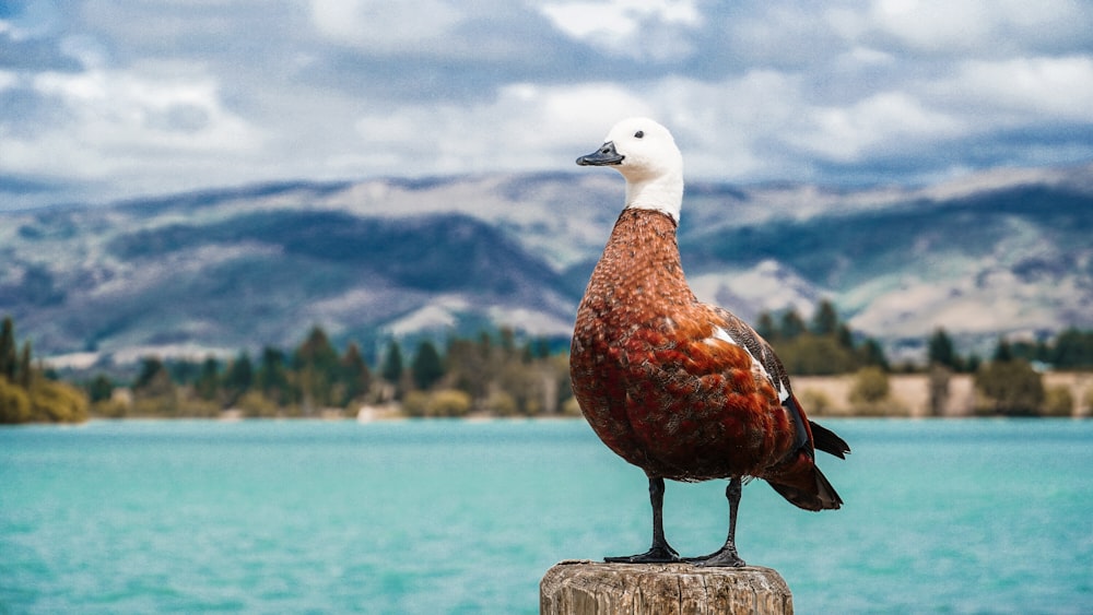 Foto eines braunen und weißen Vogels mit flachem Fokus