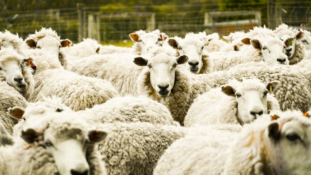 shallow focus photo of herd of sheep