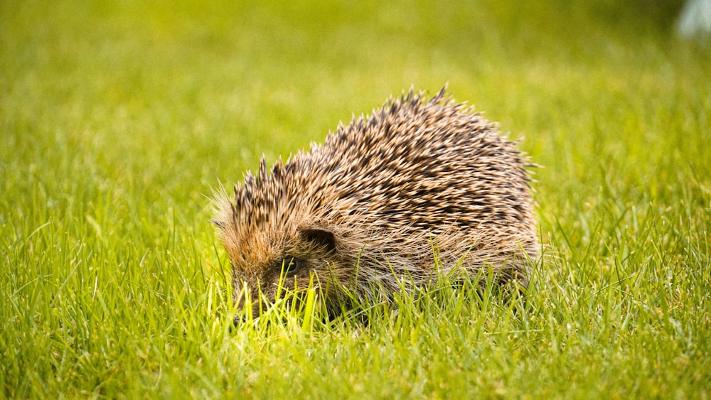 shallow focus photo of brown animal