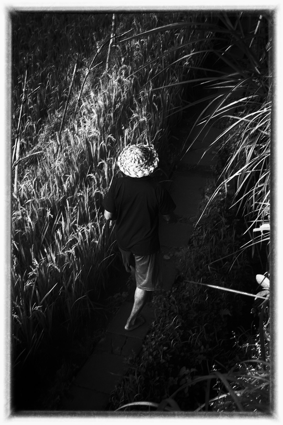 grayscale photography of person wearing hat walking near rice field
