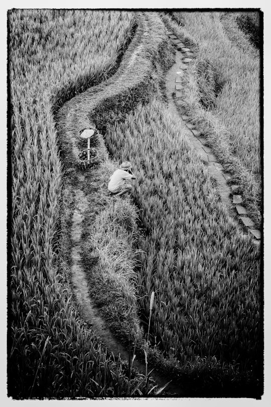 grayscale photo of farmer in Ubud Indonesia