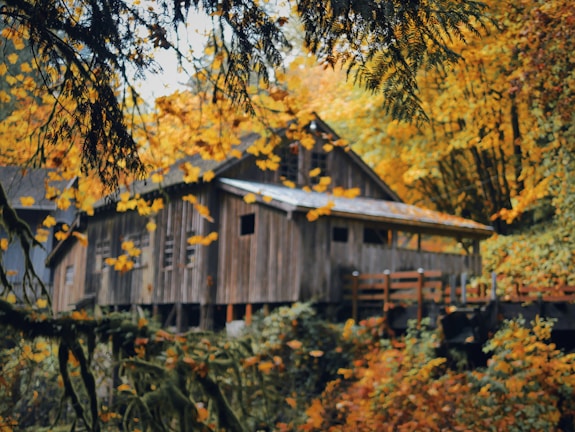Cozy cabin surrounded by autumn trees where the family stayed during a fall trip