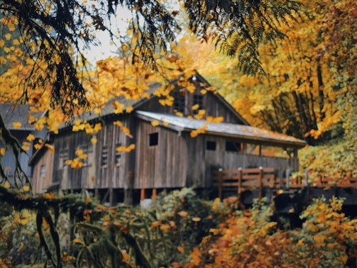 Cozy rustic cabin nestled among tall pine trees during autumn.