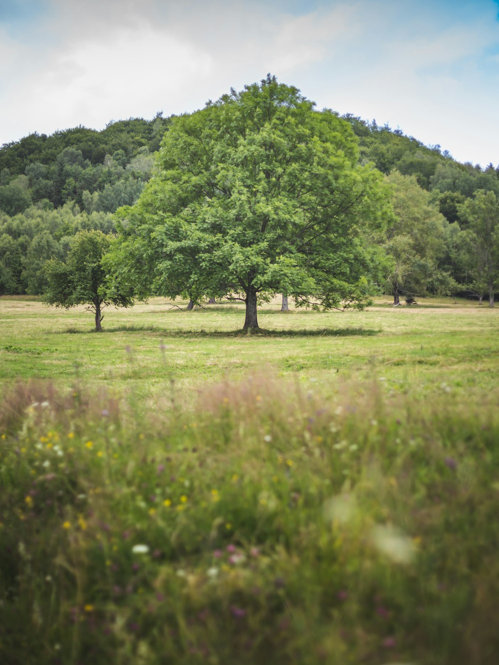 trees and grass field during day