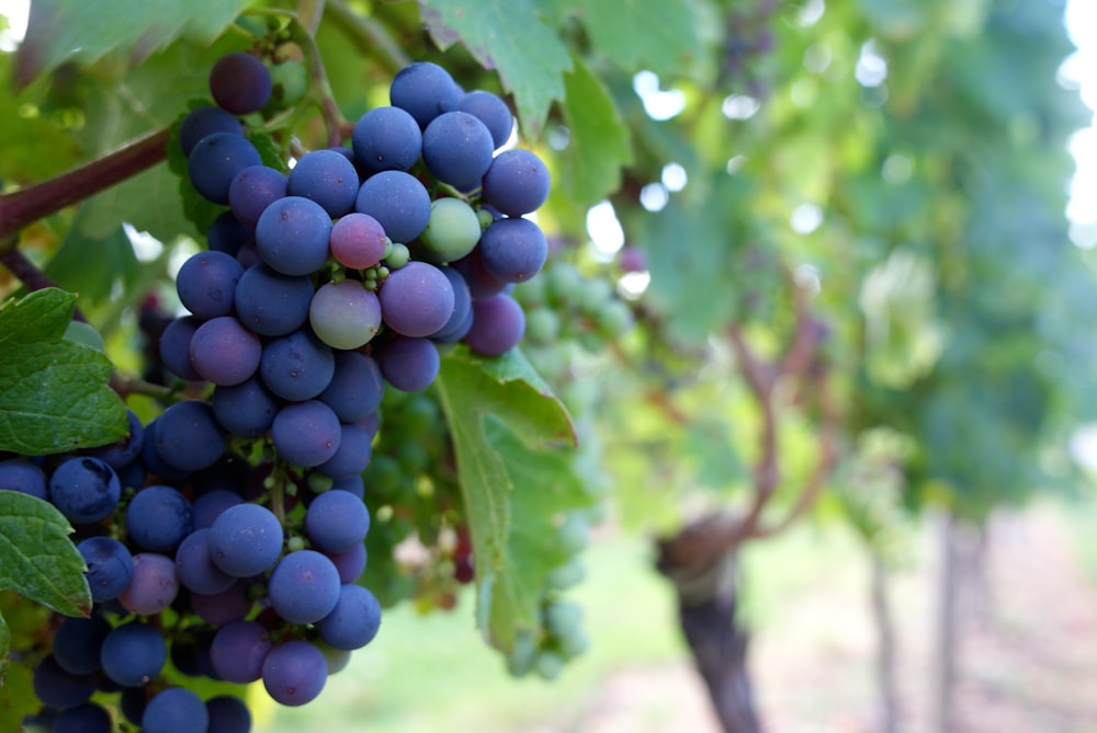 fruits de raisins violets