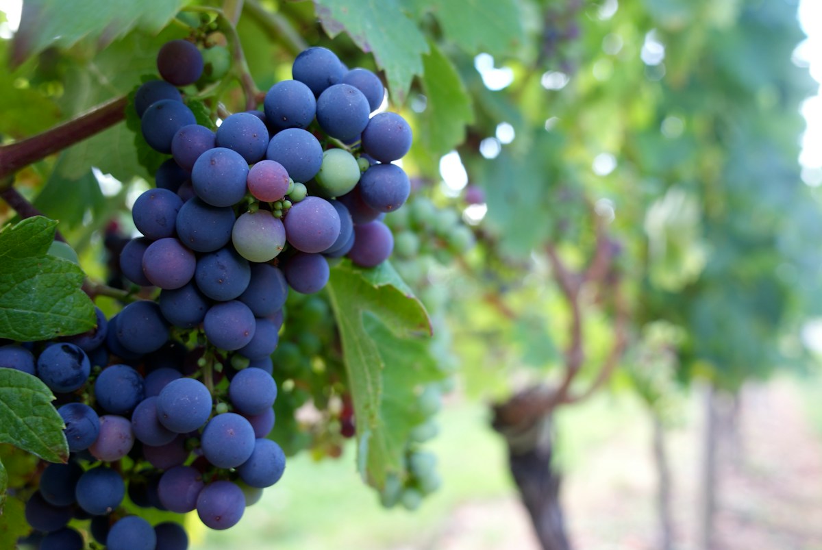 Cacho de uvas — alimento de risco para cães