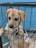 A small, light brown puppy is standing on its hind legs inside a metal cage, looking outside with a paw raised against the bars. The background shows crumpled newspaper and a metal bowl inside the cage.