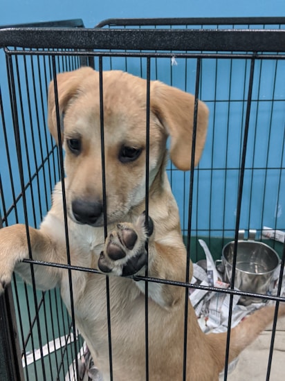 A small, light brown puppy is standing on its hind legs inside a metal cage, looking outside with a paw raised against the bars. The background shows crumpled newspaper and a metal bowl inside the cage.