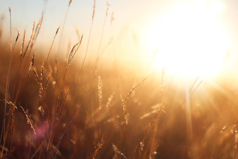 macro photography of brown wheat field