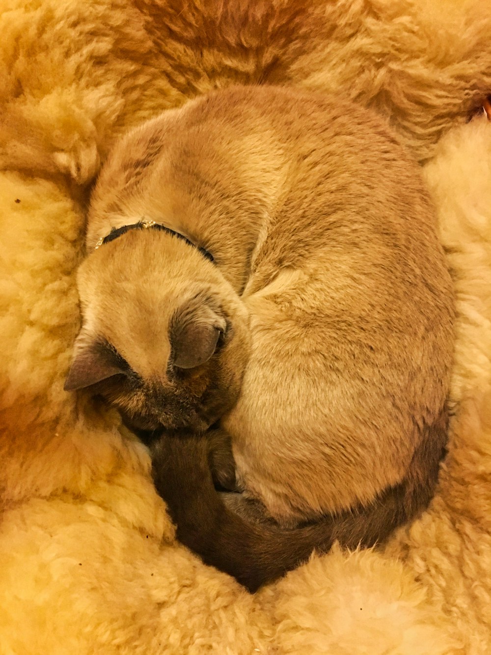 siamese cat lying on coat
