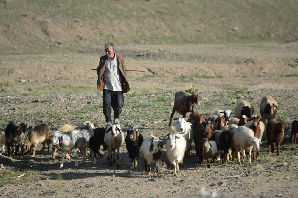 man and herd of goat on field during daytime