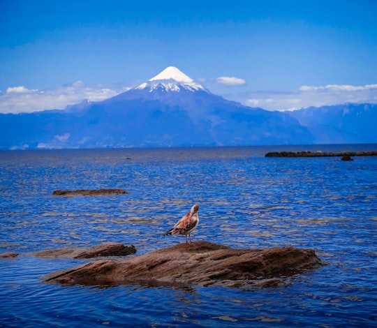 bird on rock formation near body of water in Frutillar Bajo Chile