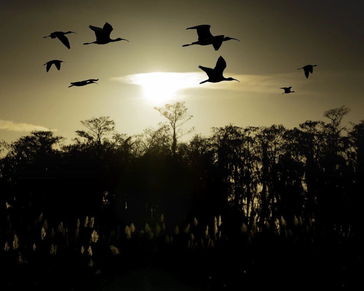 Flocks of birds silhouetted over the Everglades wetlands at sunset