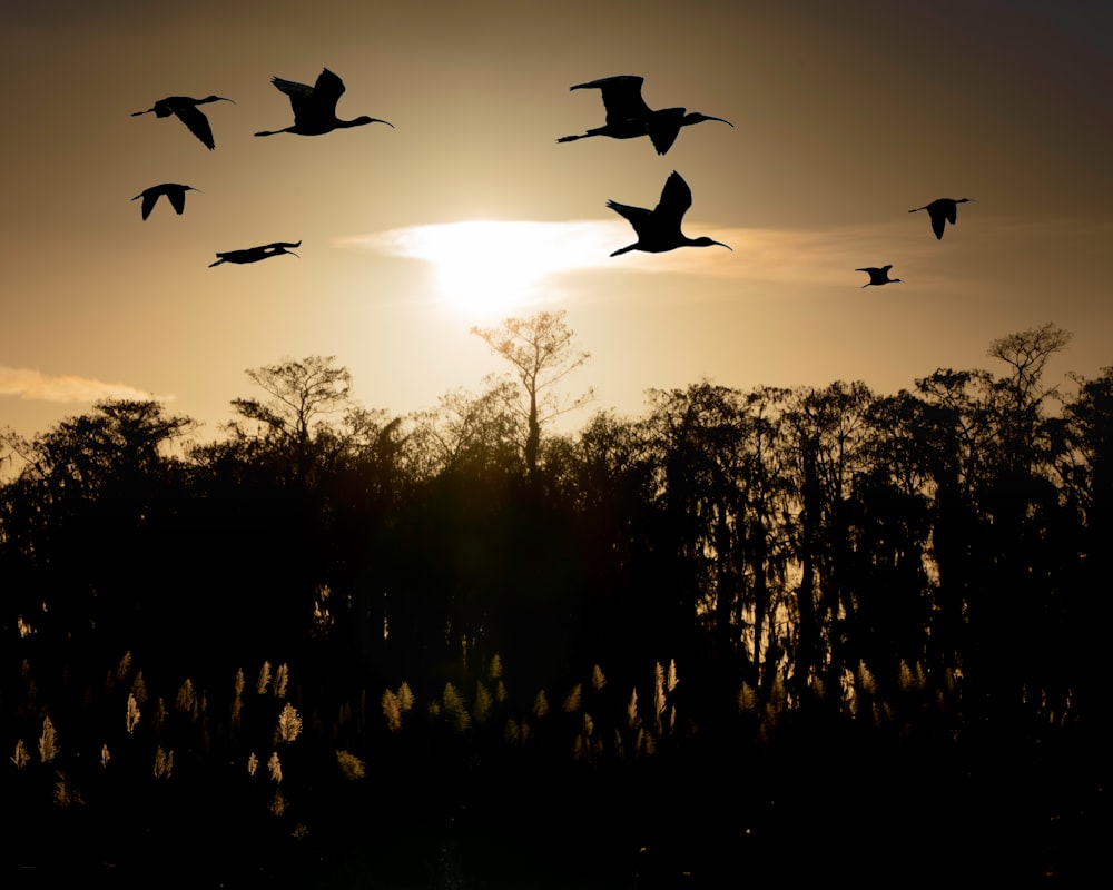 silhouette of birds on mid air