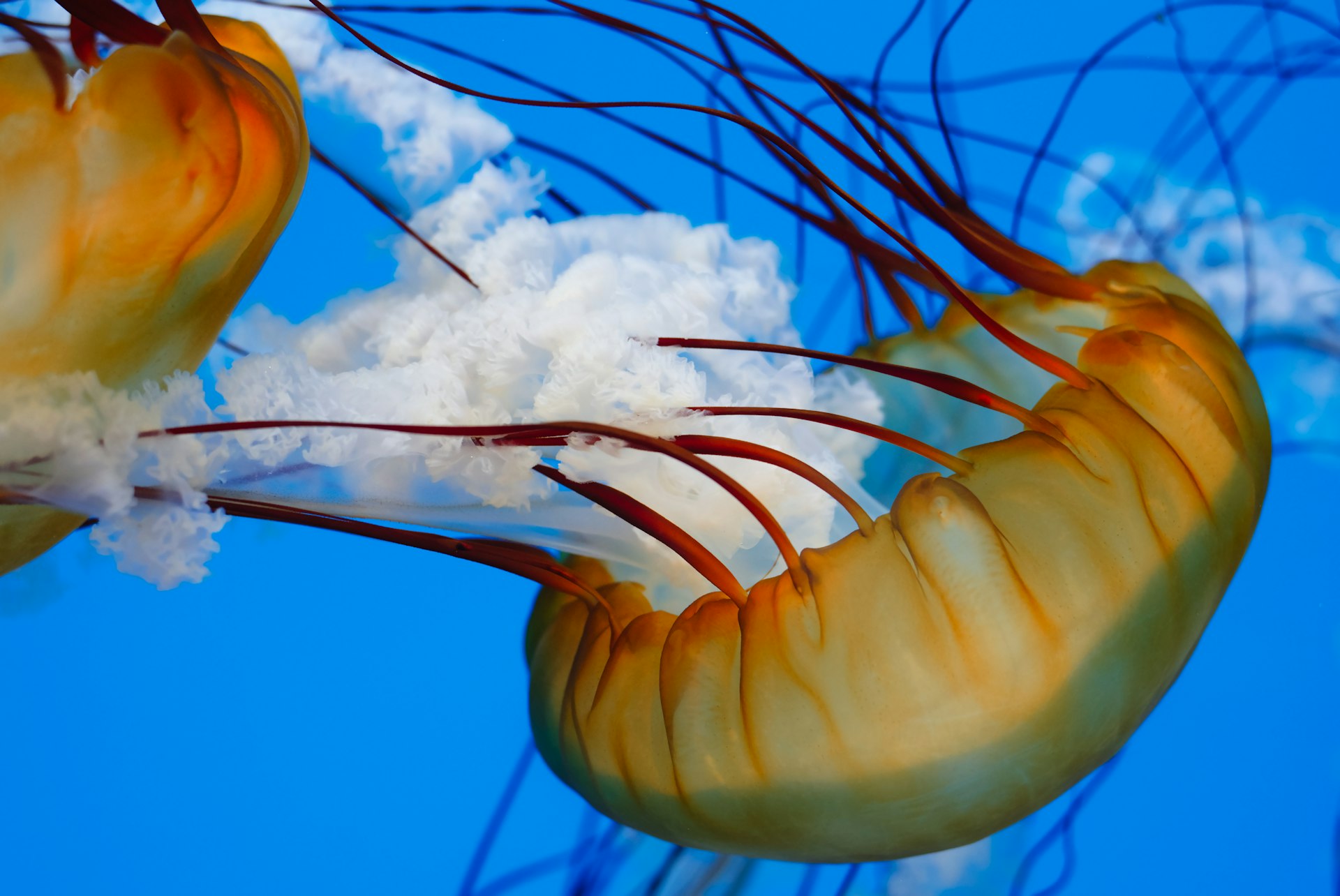 a close up of a jellyfish in the water