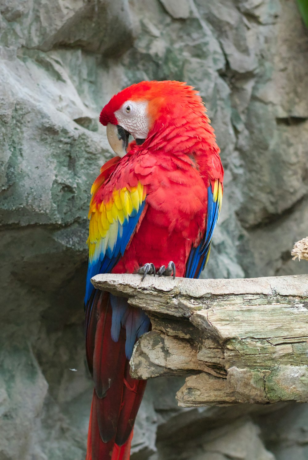 un pappagallo rosso e giallo seduto su un ramo dell'albero