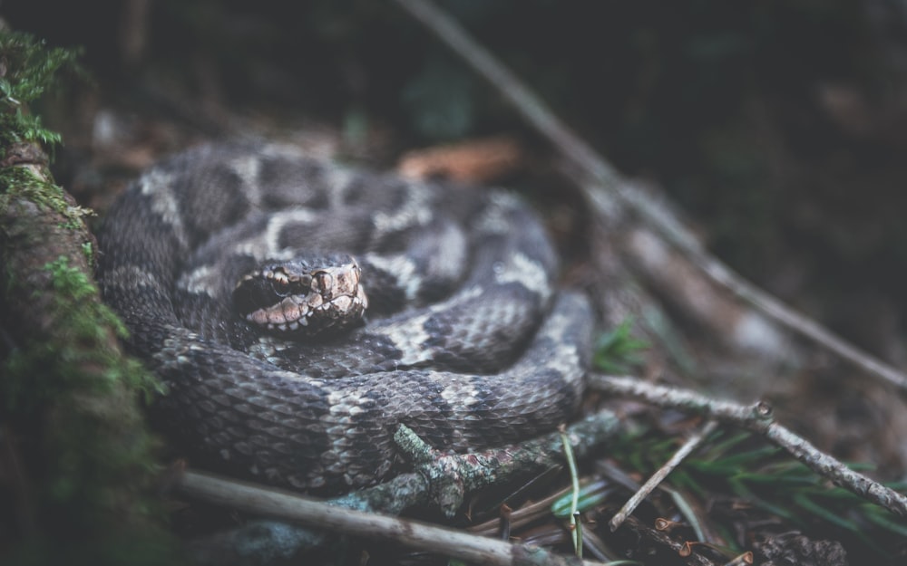 black and brown snake on green grass