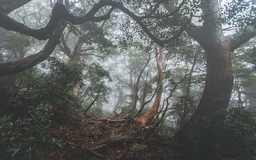 green trees on forest during daytime