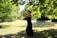 A person in a black outfit appears to be practicing tai chi or a similar movement in a lush, green park. The setting is serene, with sunlight filtering through the leaves of overhanging tree branches, casting dappled shadows on the grass.