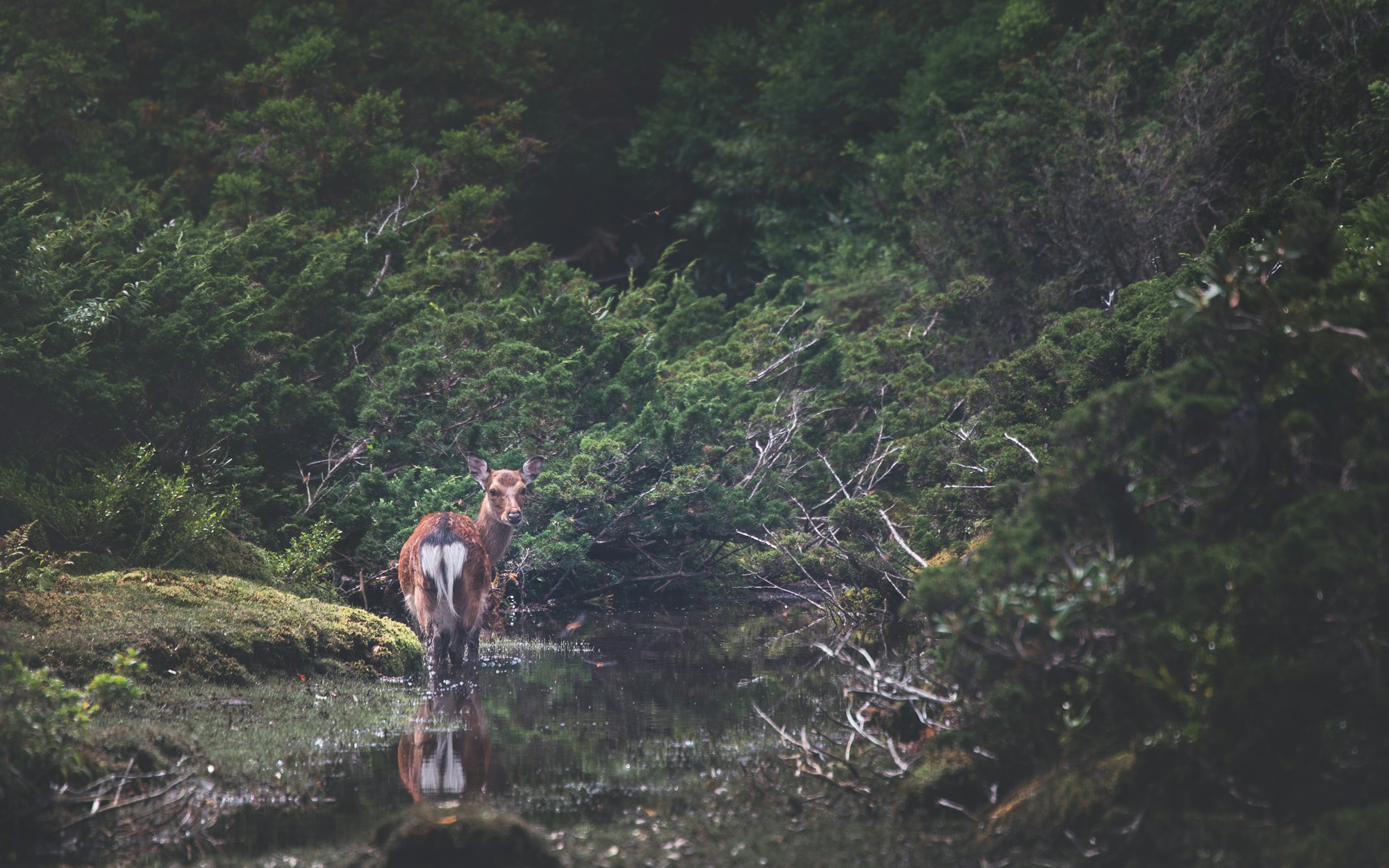 Exploring Yakushima: A Nature Lover's Paradise