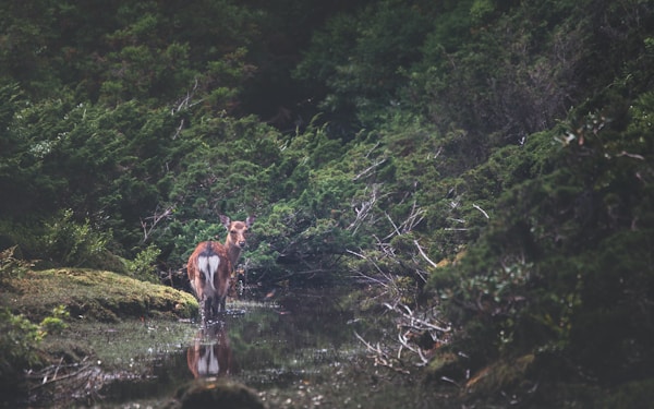 What to See in Yakushima: Travel Guide & Tips