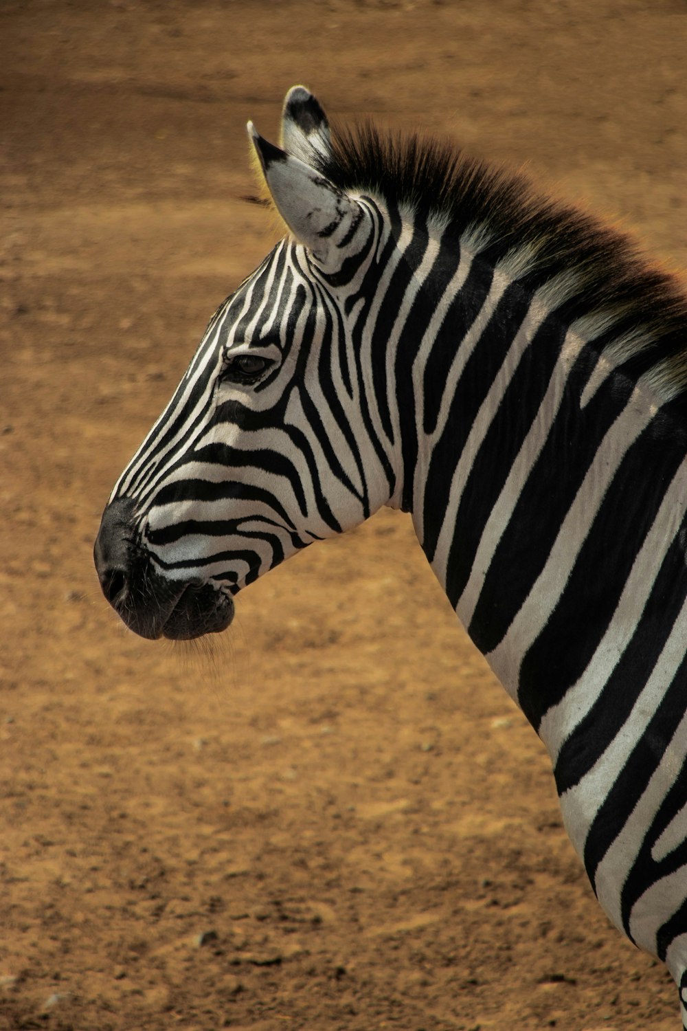 zebra standing on brown sand during daytime