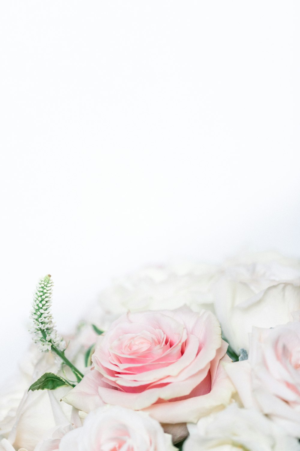 pink roses on white surface