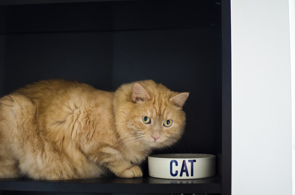 orange tabby cat on black table