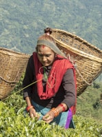 A local farmer handpicking fresh chai patti leaves on a terraced hillside.