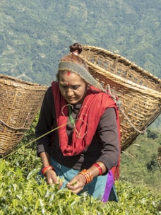 Farmers handpicking fresh herbal leaves in a lush green field at sunrise.